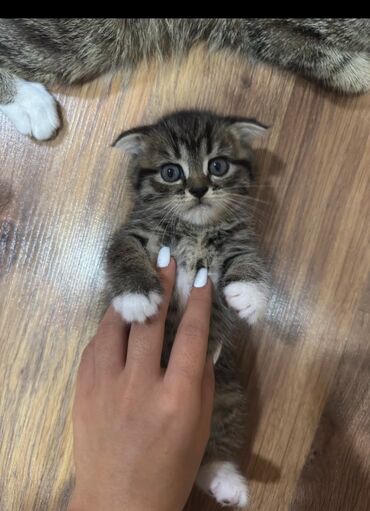 отдам собаку в хорошие руки: Britan, Erkək, Yaxşı əllərə, Ödənişli çatdırılma lalafo.az -da отдам собаку в хорошие руки: Britan, Erkək, Yaxşı əllərə, Ödənişli çatdırılma