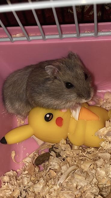 мейн кун: Cücərəndirilmiş xırda heyvan – hamster (cüce/djungar tipli) — 5