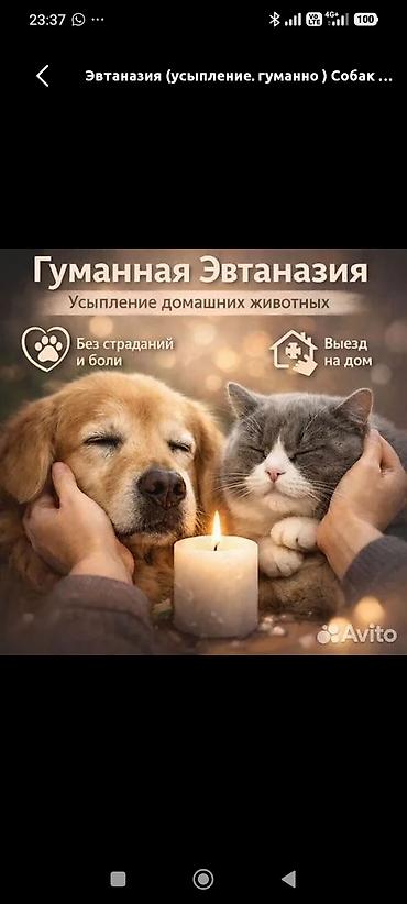 Животные: Гуманная эвтаназия домашних животных 24/7 - Профессиональное — 1