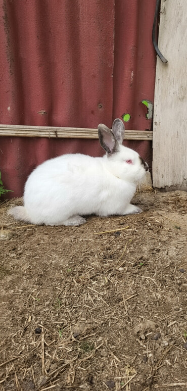 Dovşanlar: Təmiz Kaliforniya 5 ədəddi 2 si erkəy 3 dişi dekabırda balalıyacaqlar — 1