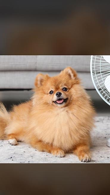 pomeranian satışı: Şpitz, 9 ay, Erkək, Peyvəndli — 1