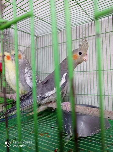 домашние попугаи корелла: Кореллы, неразлучники, волнистые. Разные попугаи. Сокулук центр
