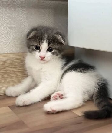где можно купить шотландского вислоухого котенка: Скотиш Фолд (Шотландская вислоухая), 2 месяца, Мальчик, Приучена к лотку