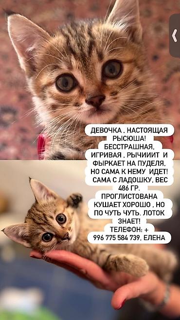 бархатные котята: 2 месяца, Мальчик — 4