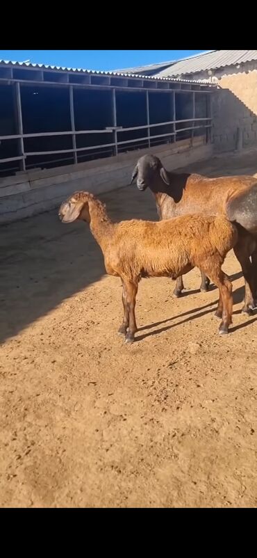 Qoyunlar, qoçlar: Qoyun – qaragül/quyruqlu ətlik tip. - Rəng: tünd qəhvəyi — 9