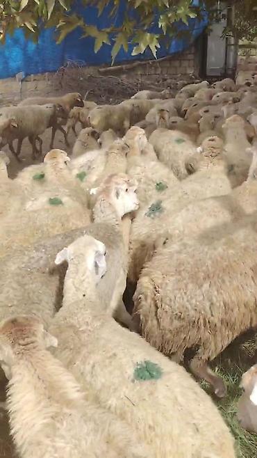 alman qurdu qiymeti: Dişi, il: 1, Damazlıq, Pulsuz çatdırılma — 6