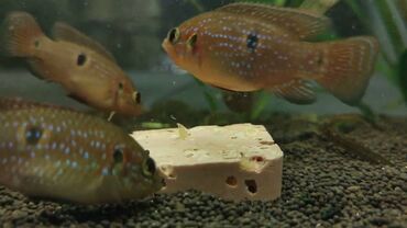 Akvariumlar: 3-5 sm-lik hemichromis bimaculatus balaları. Balıqlar Şəmkirdədir