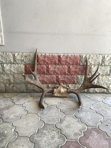 Buynuzlar: Məmulat: maral buynuzu kəllə hissəsi ilə birlikdə (divar bəzəyi üçün) — 4