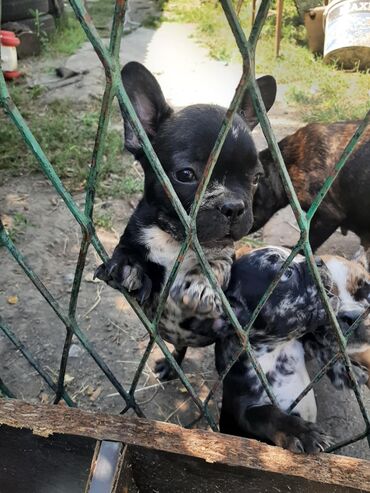 pomeranac mini cena: Na prodaju vakcinisani i uredni cena je 100e