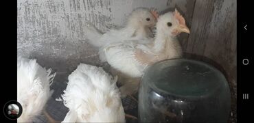Животные: Продаю | Петух, Цыплята | Леггорн | Для разведения