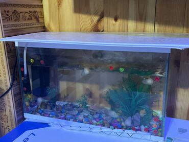 akvarium bitkileri: İçində 5 dənə balığ,ilbiz var aksesuar hava filtiri,akvarium hamsı