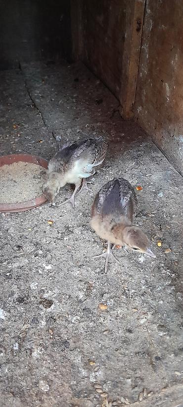 pidbul balasi: Tovuzqusu balasi 2 denedi bos bekar adamlar narahat etmesin — 1