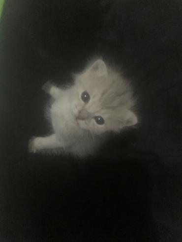 pitomnik temir: 🐾 Котёнок ищет добрые и заботливые руки 🐾 Отдам БЕСПЛАТНО в добрые — 1
