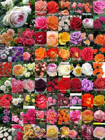 цветы розы ош: Уруктар жана көчөттөр Розалар, Өзү алып кетүү