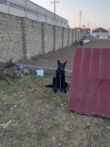 it ucun manej: Alman çoban iti, 1 il