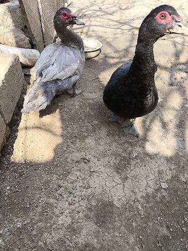 zümrüd ördək: Erkək, | Lal ördək, Damazlıq, Ödənişli çatdırılma — 2