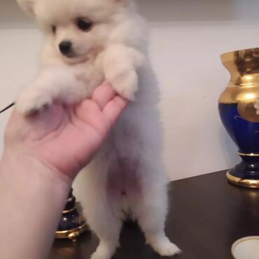 pomerian spits: 2 aylığ təmiz mini pomerian şpits balaları satılır. 2 baladı, hər 2
