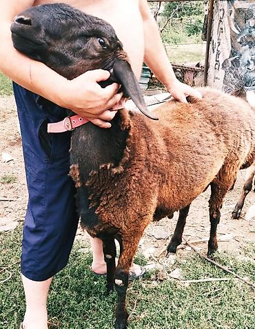 собаки щенки: Продаю | Овца (самка) | Для разведения — 1
