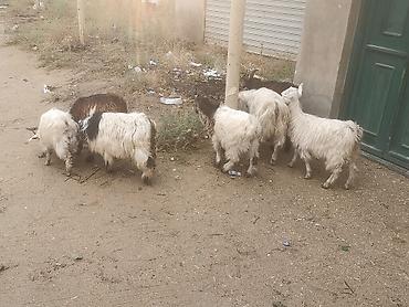 keci pendiri qiyməti: 7 ədədi 
Çəpiş 6 Erkeyi bir dişi
Üstü üstə 125
Razılaşmaq olar — 4