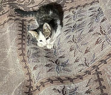 коты белый: Беспородная, 1 год, Мальчик, Приучена к лотку — 1