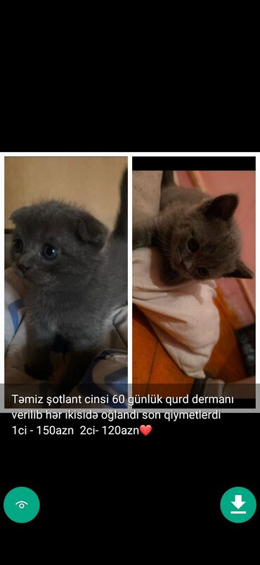 Pişiklər: Erkək, Ünvandan götürmə — 4