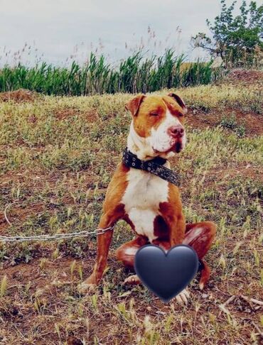 pit bul: Pitbul, 2 ay, Erkek, Peyvəndli, Ödənişli çatdırılma