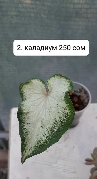 уголь в токмаке: Калладиум. Район ГУМа