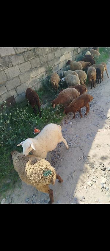 21 dene quzu satılır erkeydi, dişili, qarışıqdır qiyməti 185 manat lalafo.az -da 21 dene quzu satılır erkeydi, dişili, qarışıqdır qiyməti 185 manat
