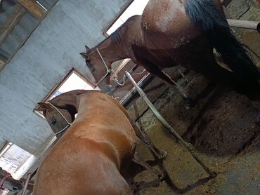 продажа щенков немецкой овчарки с документами в бишкеке: Продаю | Кобыла (самка) | Кара Жорго | На забой, Для разведения, Рабочий