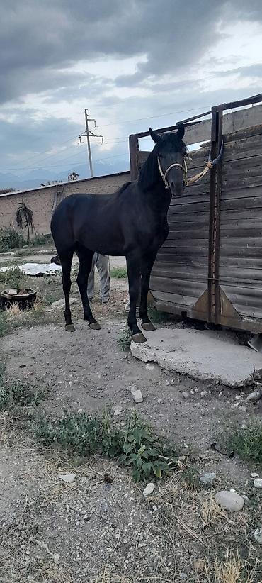 кандек собака: Продаётся жеребец по кличке Кара Мырза 4 года. высококровной — 1