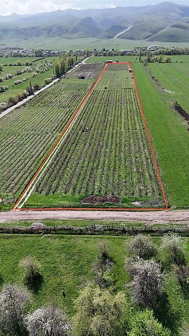 Продажа сельхоз предприятий: Питомник растений, 220 соток, Действующий, Частично с оборудованием, Холодная вода, Электричество — 1