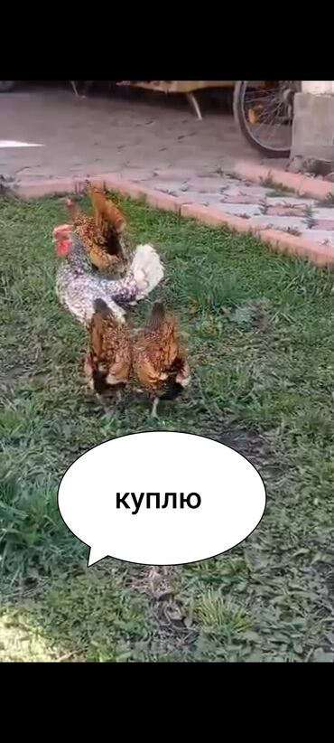 шиншилла цена бишкек: Куплю сибрайт серебро от 2-5 месячных (только курочек) 3-4 штуки