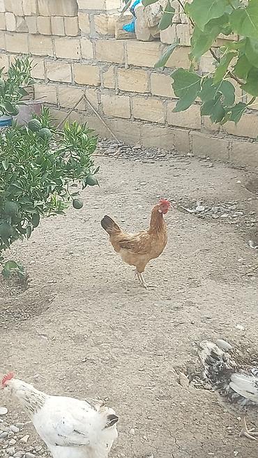 cücə və xoruz: Salam həyət toyuqları satılır. yumurtalıq 1 illik, 1 ədədidinin — 1