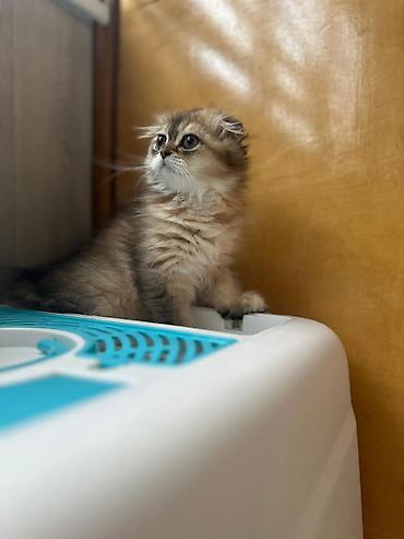 Кошки: Шотландская — 7