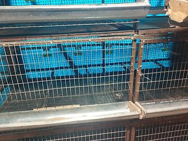 Товары и оборудование для с/х животных: Трëхярусная клетка для содержания перепёлок/цыплят - Конструкция — 5