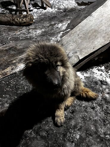 Собаки: Продается щенок кавказской овчарки . 4 месяца . Цена 10000. Контакты