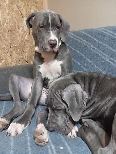 Продажа собак: Щенки кубинского питбультерьера, Подрощенные, 5 месяцев.,голубого — 4