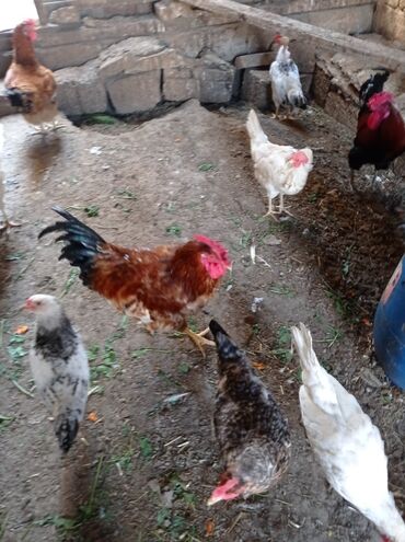 Cücələr: 2 xoruz satılır biri 8 aylıq biri 1yas yarım biri 20 manat