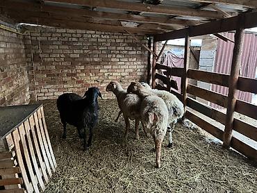 Баран, овца: Продаю | Баран (самец) — 5