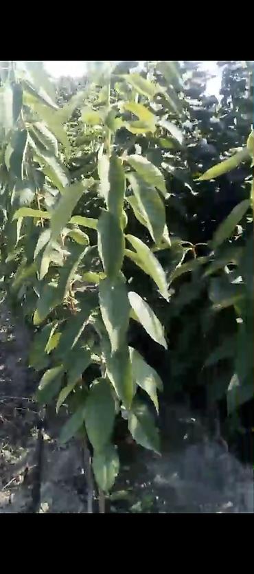 epimedium bitkisi satisi: Meqsedimiz Düzgün Ting SeçimiDüzgün əkinPesekar yanaşma ile uzun — 2