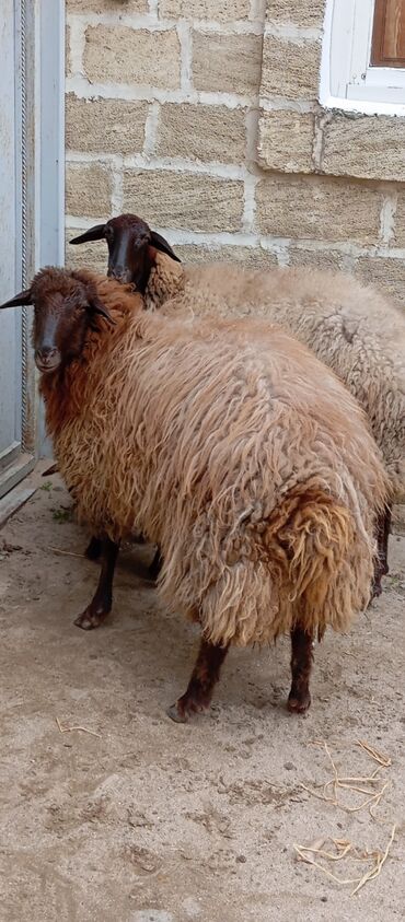 Qoyunlar, qoçlar: Salam ünvan Bakıin maştağa kendi obşi 8 baş heyvanlar 1 baş ana-bala — 8