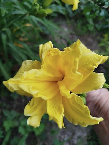 Гортензия: Саженцы — 9