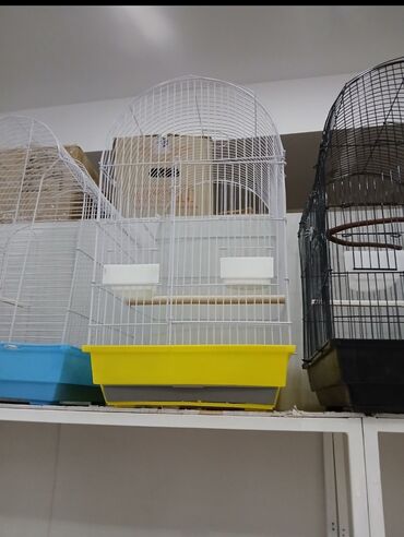 Tutuquşları: Her novde qefeslermiz var satisda maraqlamaq isdeyen elaqe saxlaya -da lalafo.az — 3 Tutuquşları: Her novde qefeslermiz var satisda maraqlamaq isdeyen elaqe saxlaya — 3