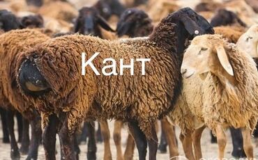 животные для дома: Продаю | Баран (самец), Овца (самка), Ягненок | Арашан, Гиссарская, Полукровка | Для разведения, На забой