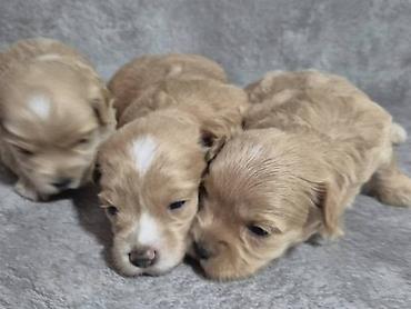 Psi: Maltipoo štenci, prelepe bebe Na prodaju prelepi štenci maltipoo na lalafo.rs — 4 Psi: Maltipoo štenci, prelepe bebe Na prodaju prelepi štenci maltipoo — 4