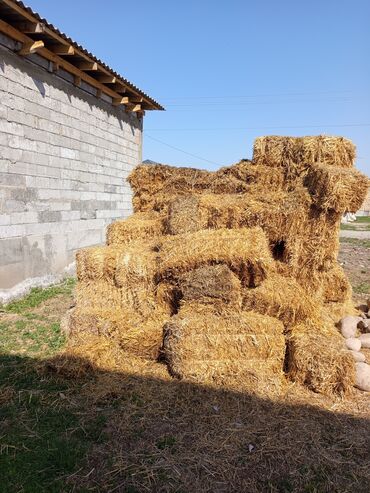 продажа курей: Саман сатылат 200сомдон