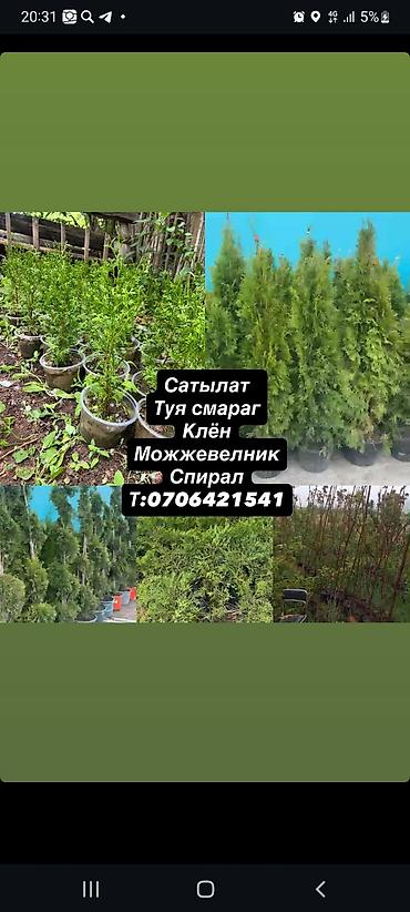 Другие декоративные деревья: Рассада хвойников в контейнерах (туя/можжевельник, молодые саженцы — 1