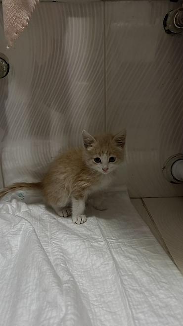 Рыже-белый котёнок, мальчик, ему примерно месяц. Приучен к лотку at lalafo.kg Рыже-белый котёнок, мальчик, ему примерно месяц. Приучен к лотку