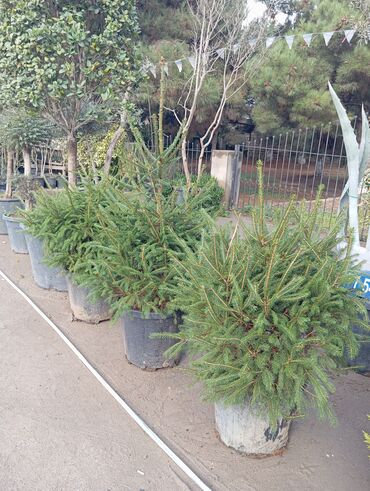 Ağaclar: Yeni il şamları 🌲 dibçəkdə ofis,ev 🏠 və bağ 🪏 üçün uyğundur.Təbii — 4