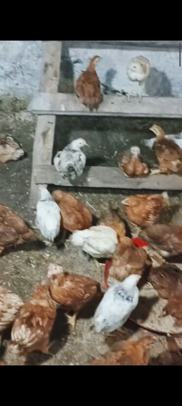 Cücələr: Toyuq cücələri, Damazlıq -da lalafo.az — 8 Cücələr: Toyuq cücələri, Damazlıq — 8